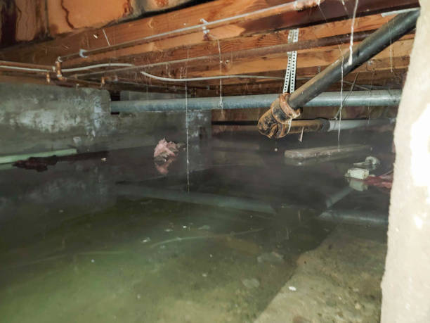 Best Professional water damage repair  in Washington Terrace, UT
