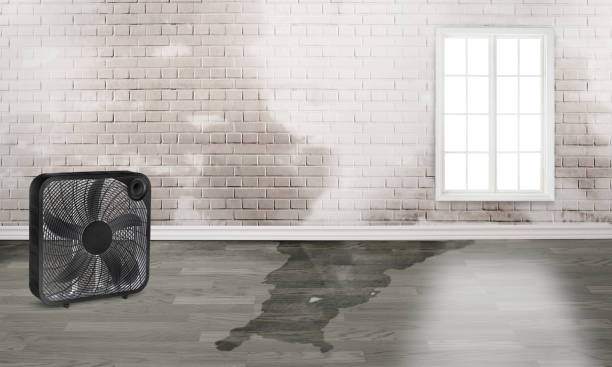 Best Water damage contractors near me  in Washington Terrace, UT